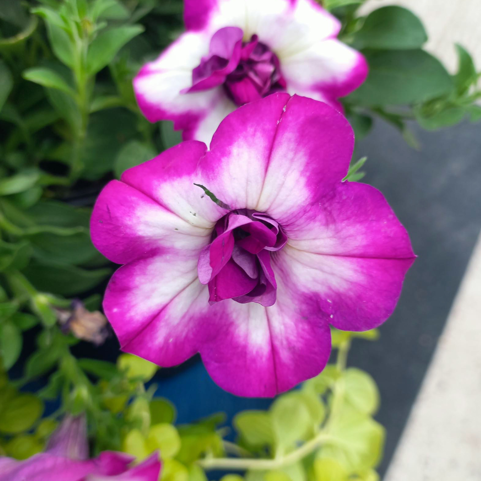 Petunia Tumbelina Nicola